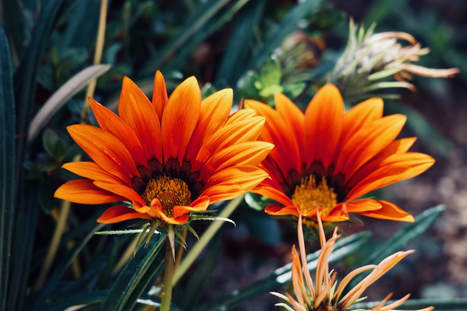 Canon EOS M sample photo. Margaret, gazania, flower photography