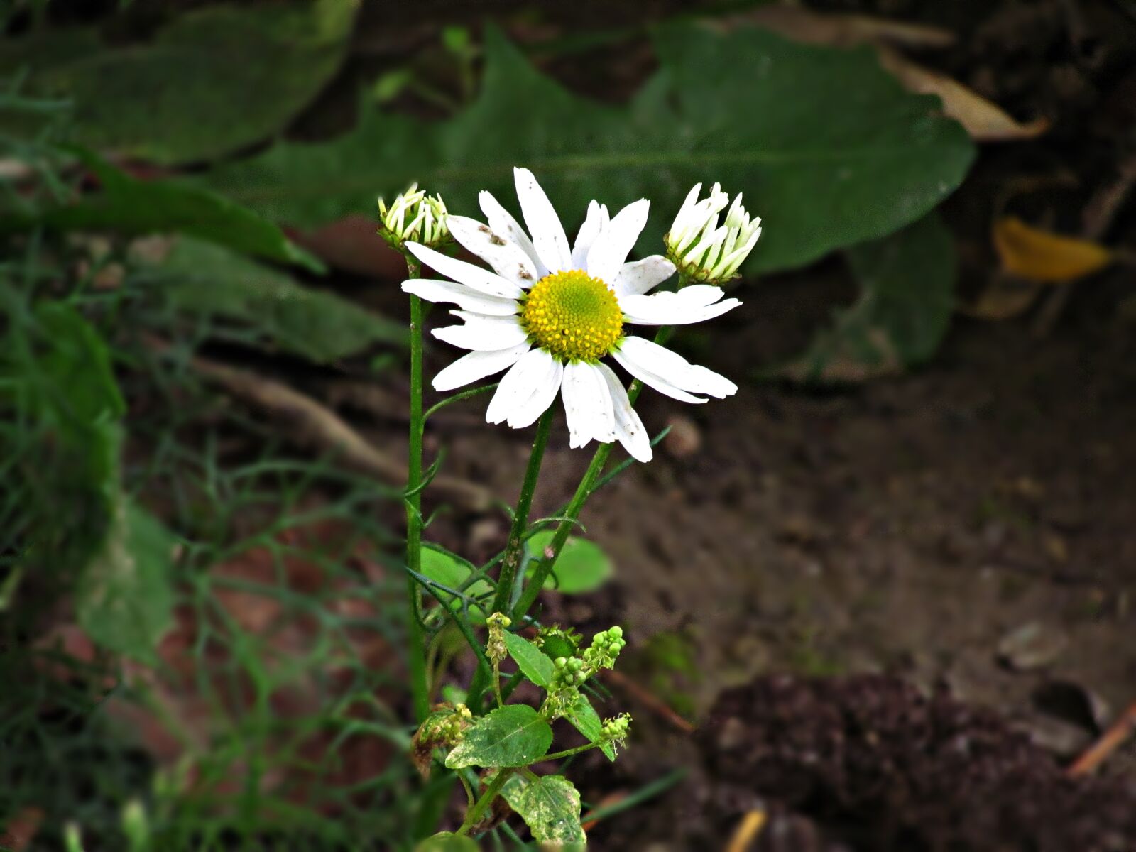 Canon PowerShot SX30 IS sample photo. Flower, flowers, meadow photography
