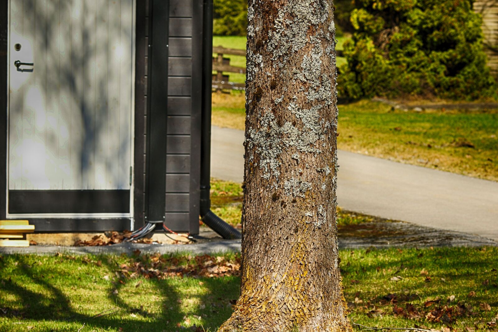 Canon EOS 7D Mark II + Canon EF 135mm F2L USM sample photo. Nature, tree, wood photography