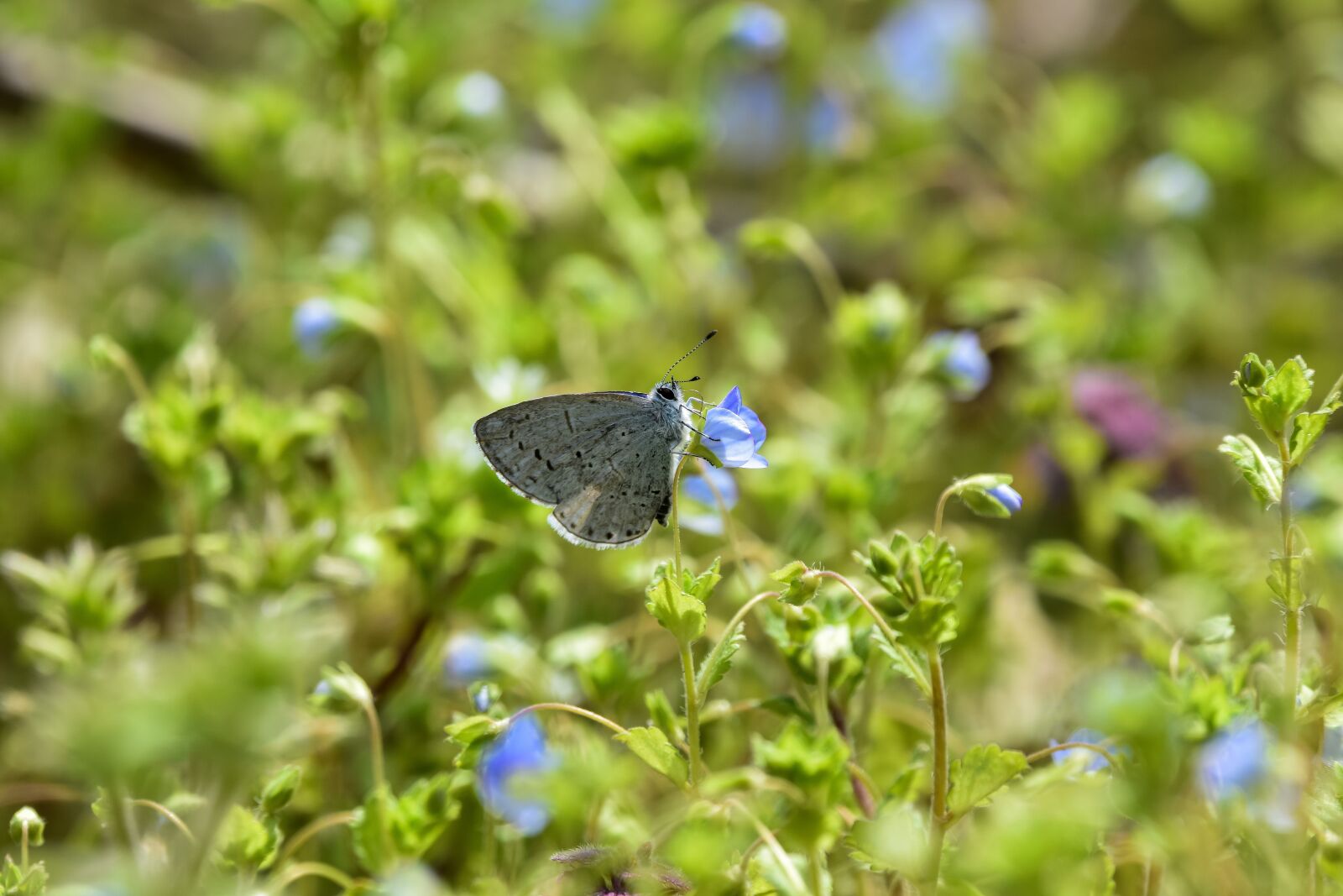 Nikon D7200 sample photo. Insect, forest, green photography