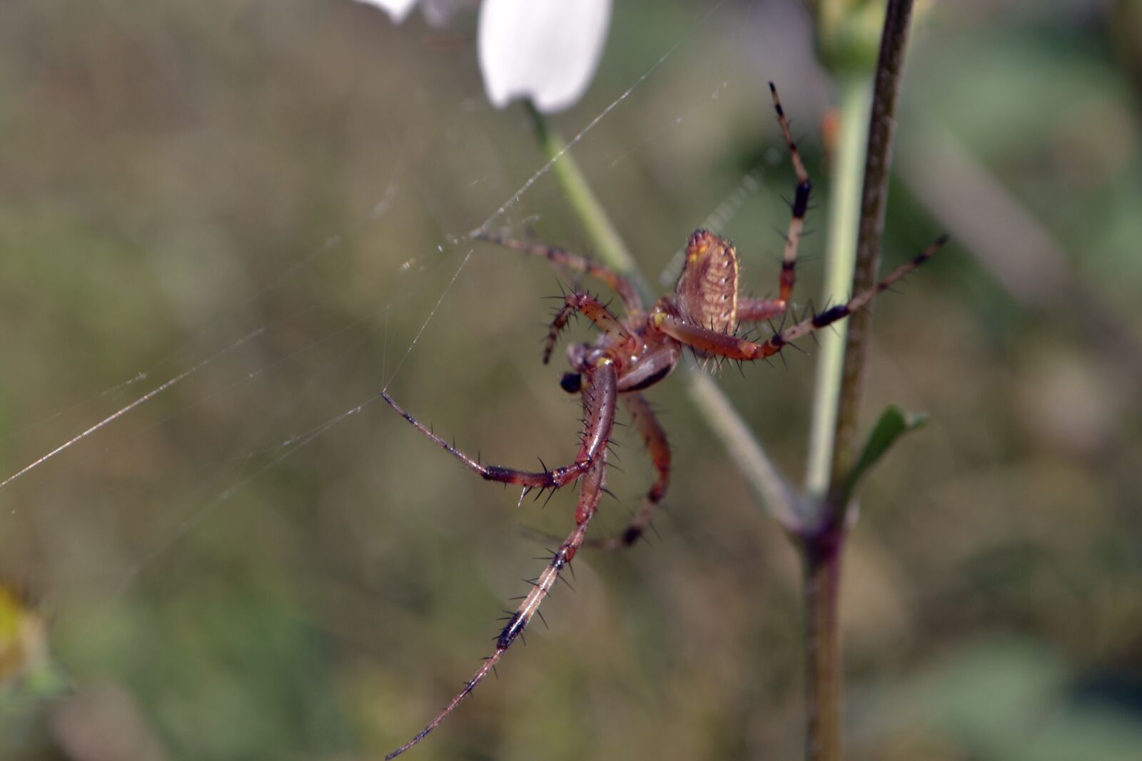 Nikon D3100 sample photo. Spider, venom, arachnid photography