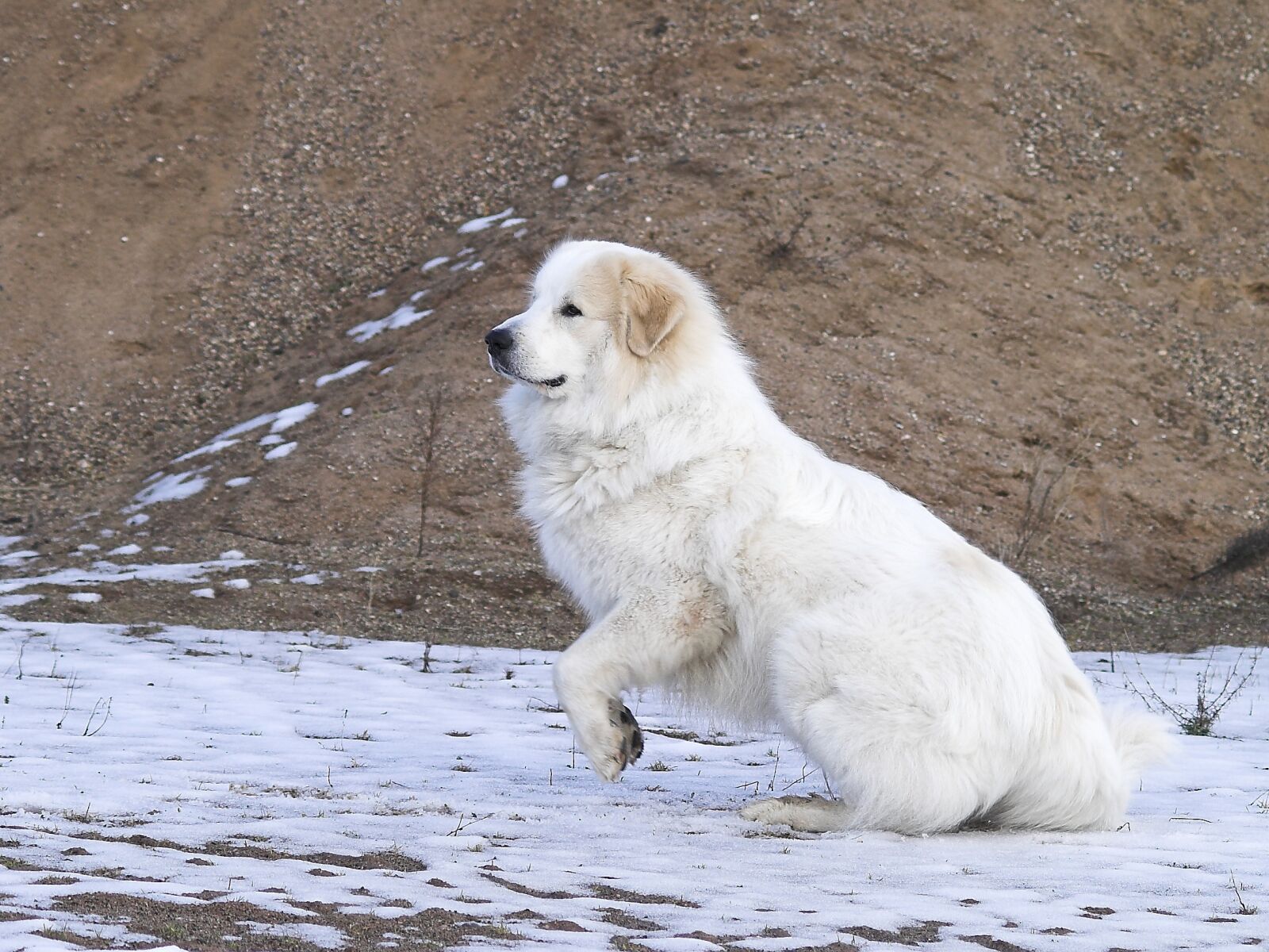 KONICA MINOLTA DYNAX 5D sample photo. Pyrenean mountain dog, jump photography