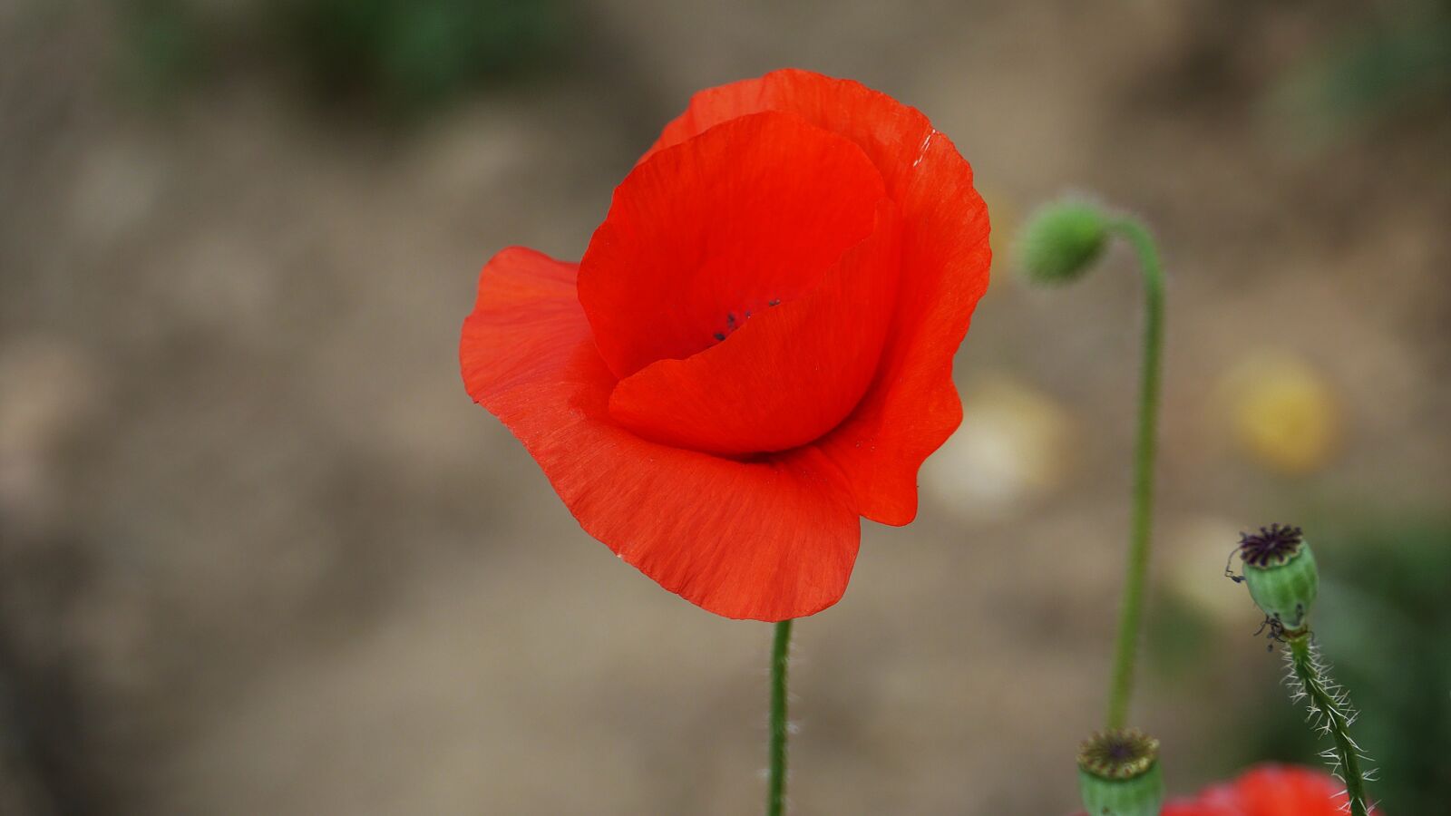 Panasonic Lumix DMC-GH3 sample photo. Yanggwibikkot, flowers, plants photography