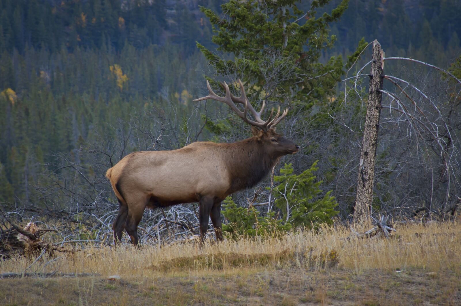 Nikon D70 sample photo. Elk, animals, antlers photography