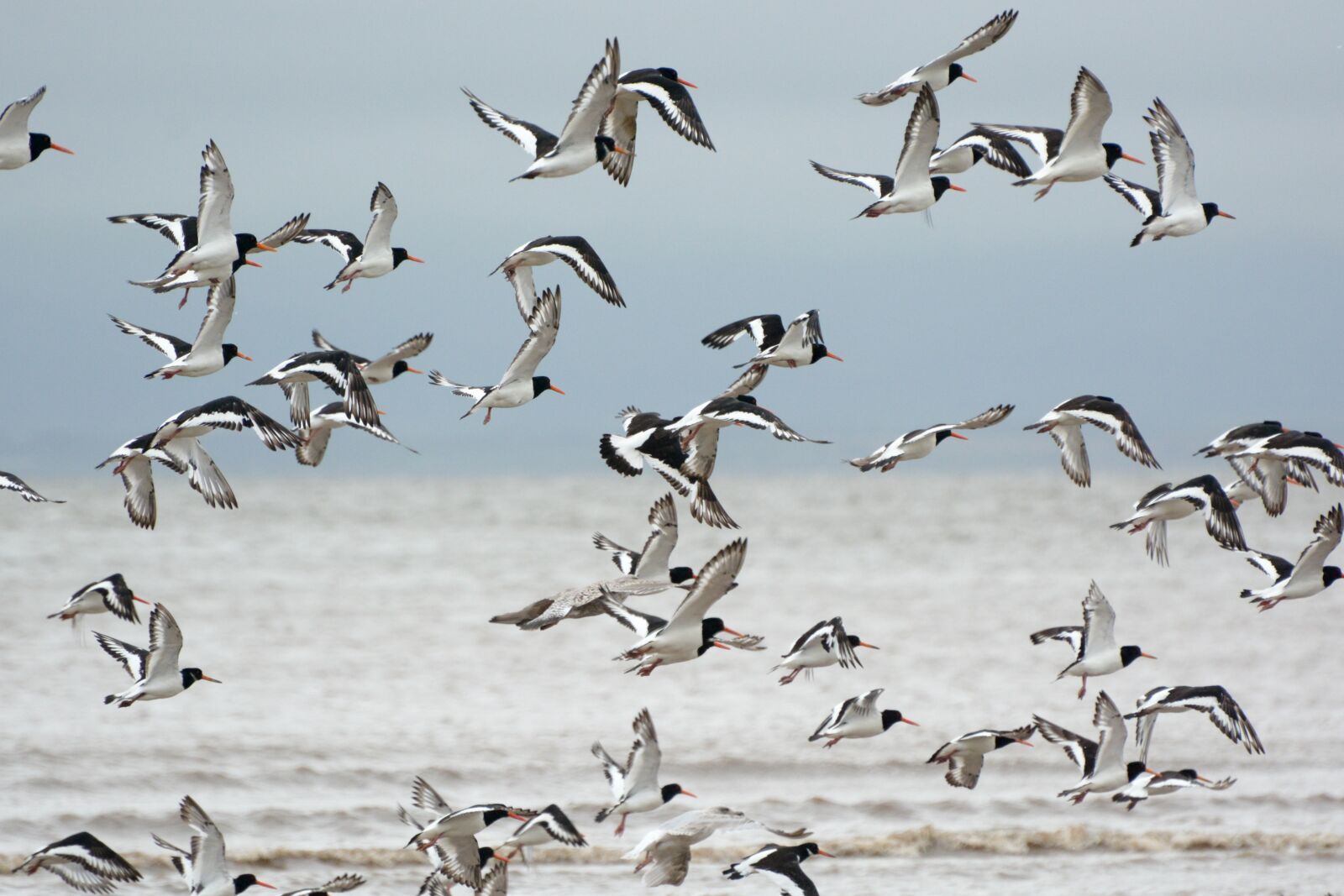 Nikon D7100 sample photo. Birds, estuary, sea photography