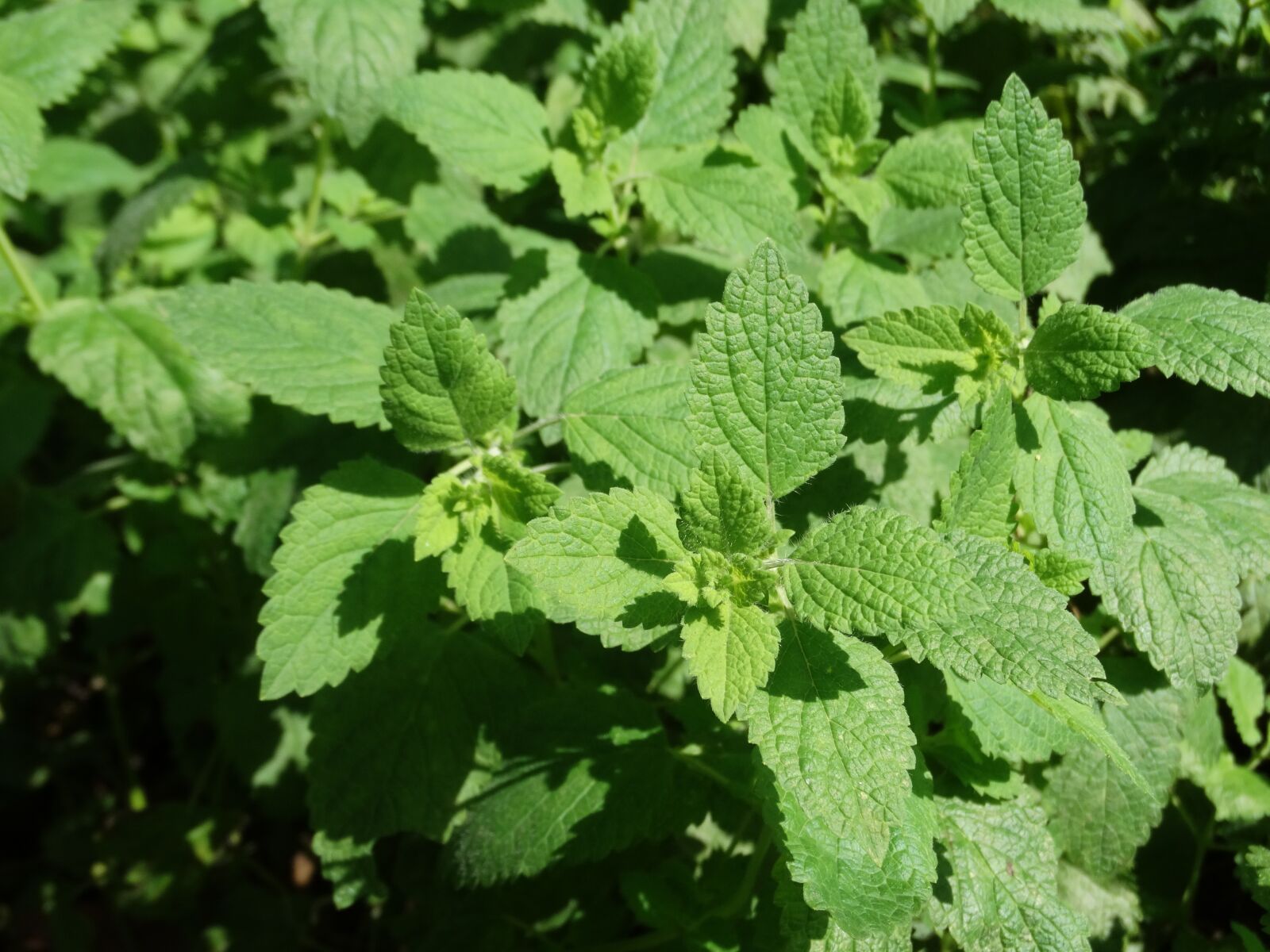 Sony Cyber-shot DSC-HX300 sample photo. Melissa officinalis, plant, melissa photography