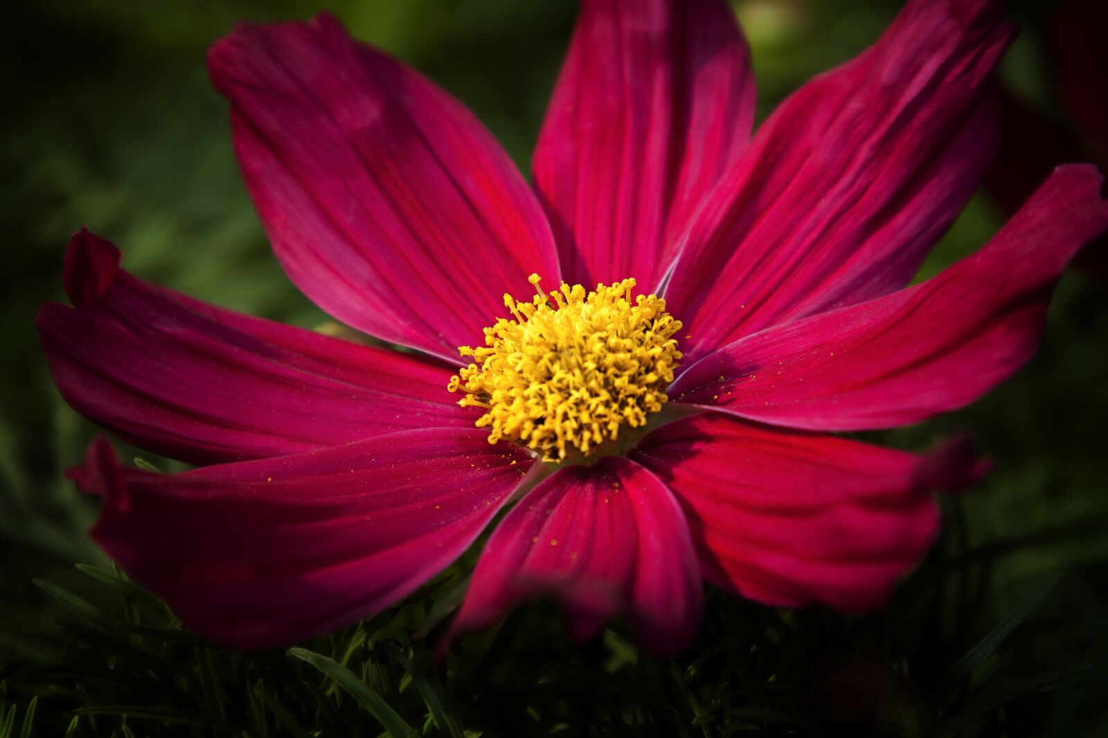Canon EOS 50D + Canon EF 24-105mm F4L IS USM sample photo. Cosmea, blossom, bloom photography