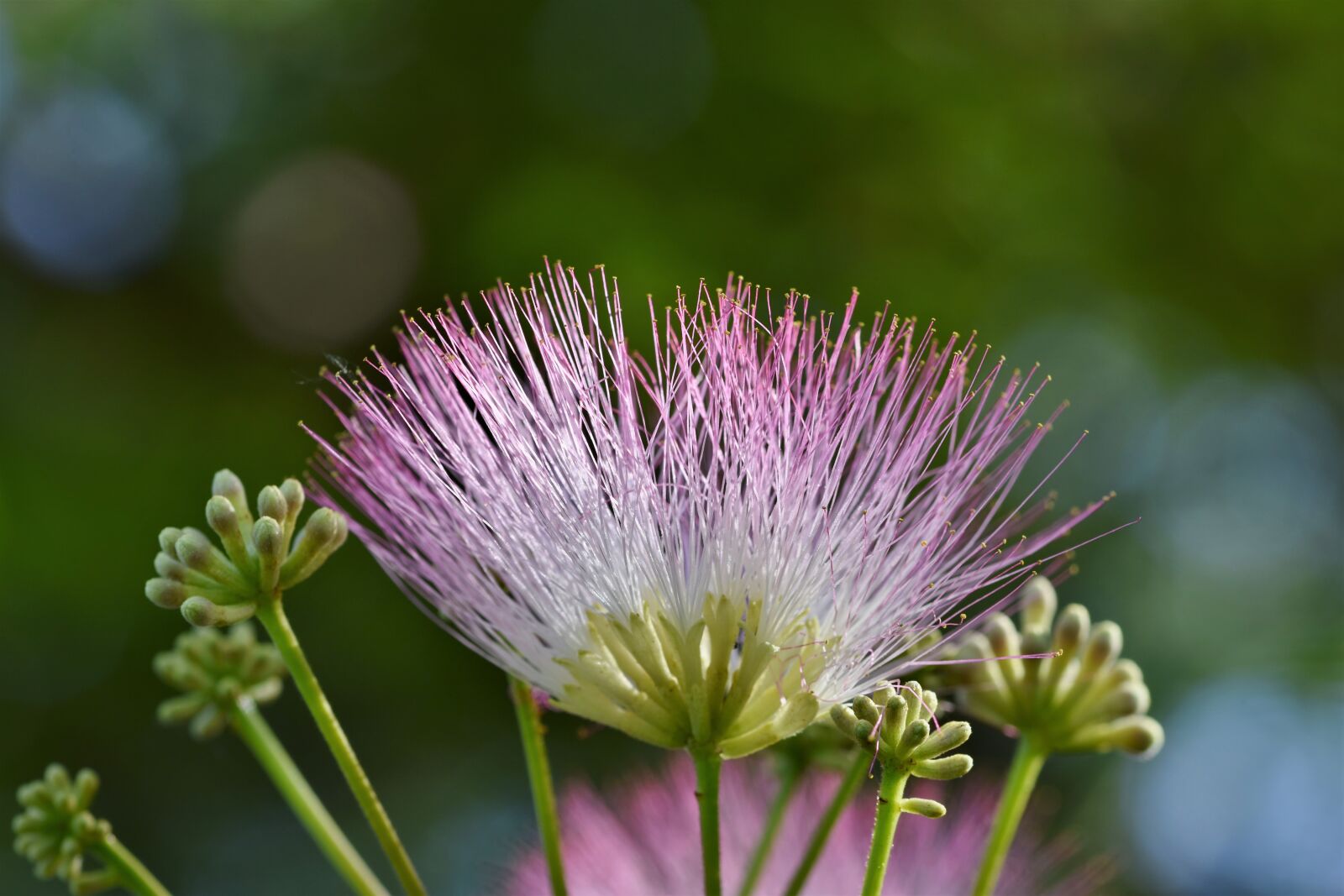 Nikon D7200 sample photo. Silk tree, silk acacia photography