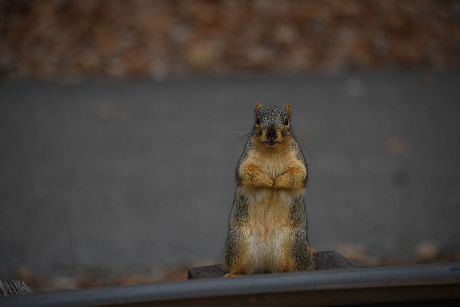 Nikon D850 sample photo. Squirrel, rodent, cute photography