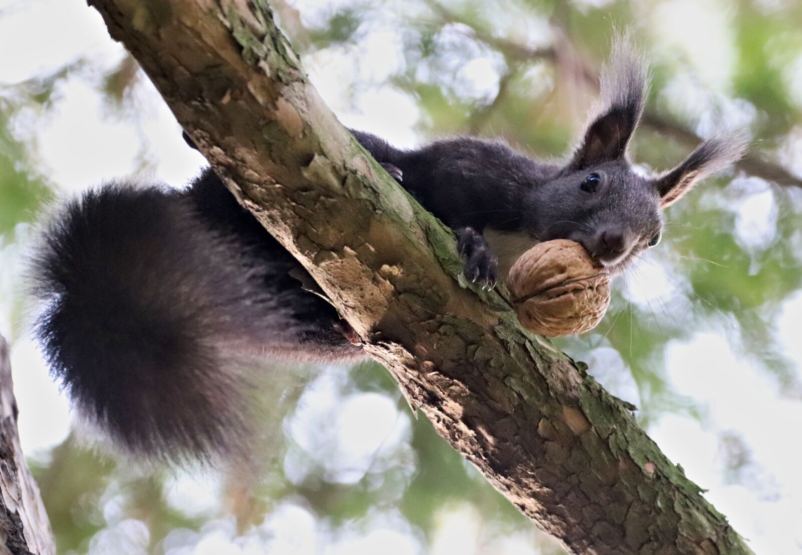 150-600mm F5-6.3 DG OS HSM | Contemporary 015 sample photo. The squirrel, black, curious photography