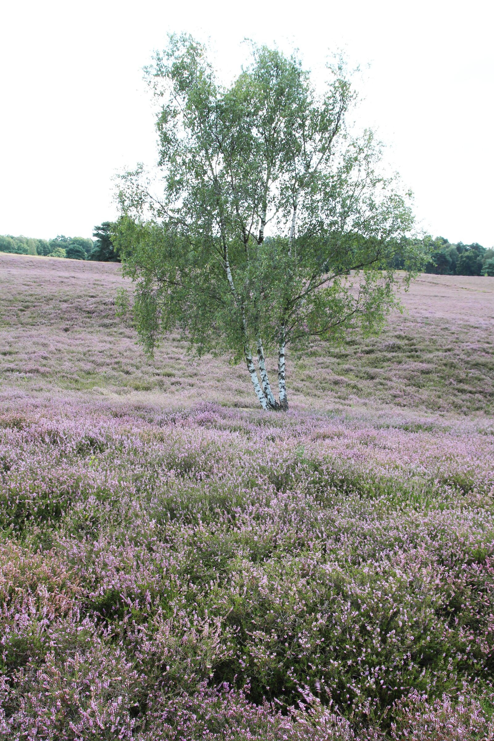 Canon EOS 700D (EOS Rebel T5i / EOS Kiss X7i) sample photo. Birch, tree, landscape photography