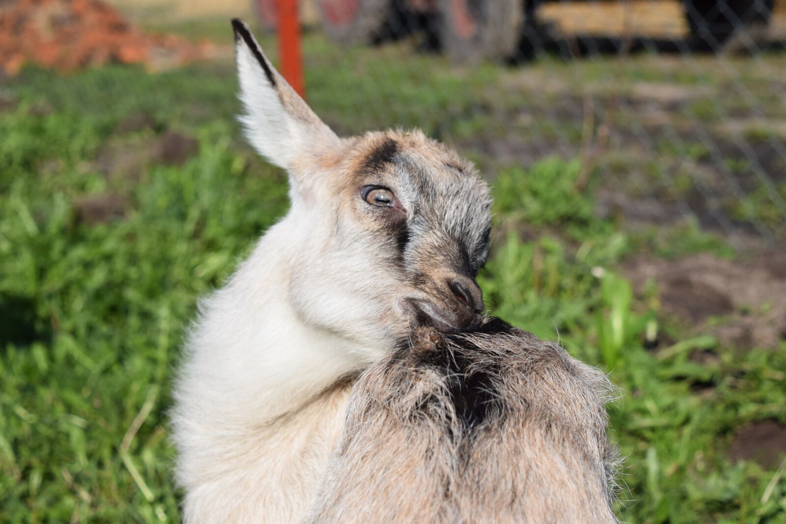 Nikon D5300 sample photo. Goat, goat milk, nature photography