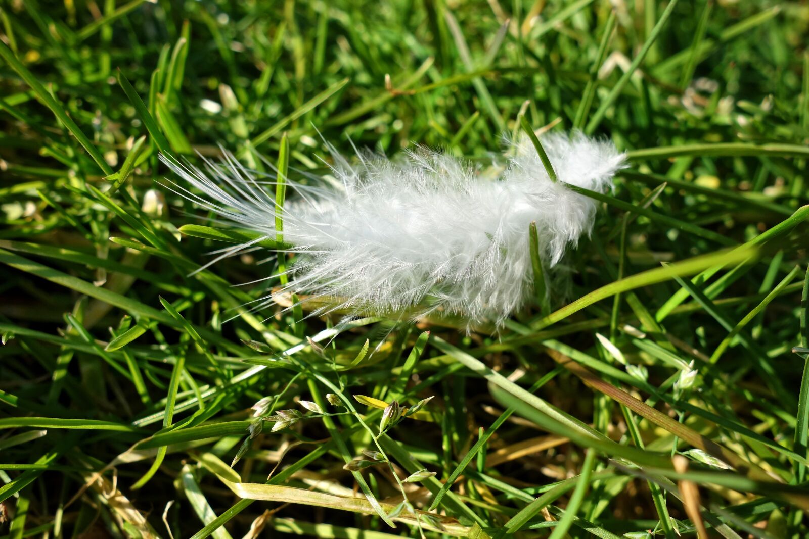 Sony Cyber-shot DSC-RX100 sample photo. Down feather, feather, plumage photography