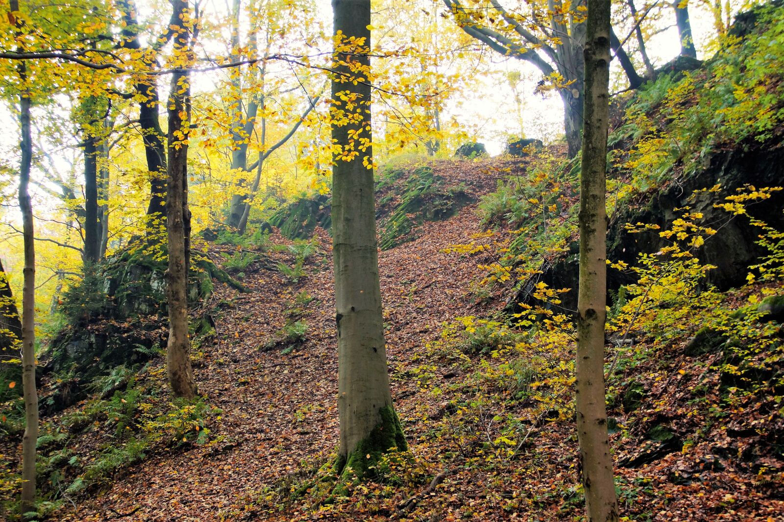 Sony SLT-A58 sample photo. Forest, tree, autumn photography