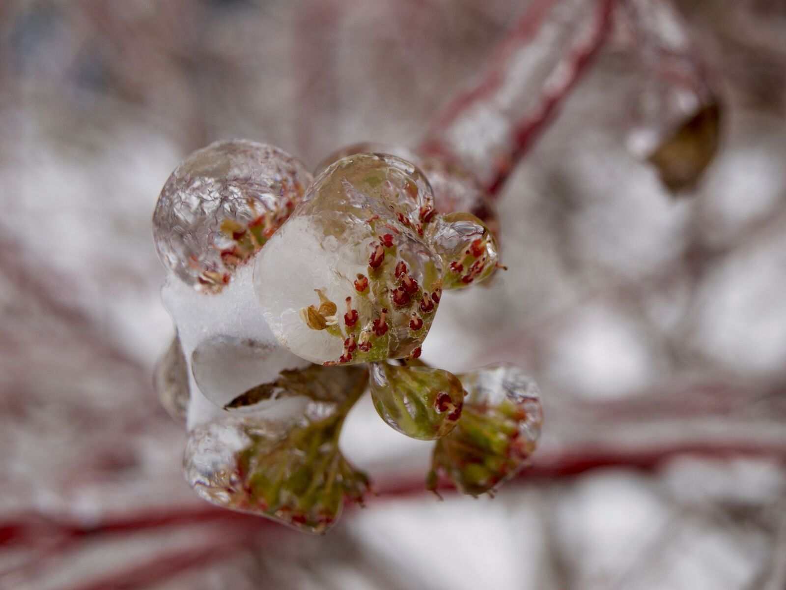 Olympus E-520 (EVOLT E-520) sample photo. Frozen, ice, winter photography
