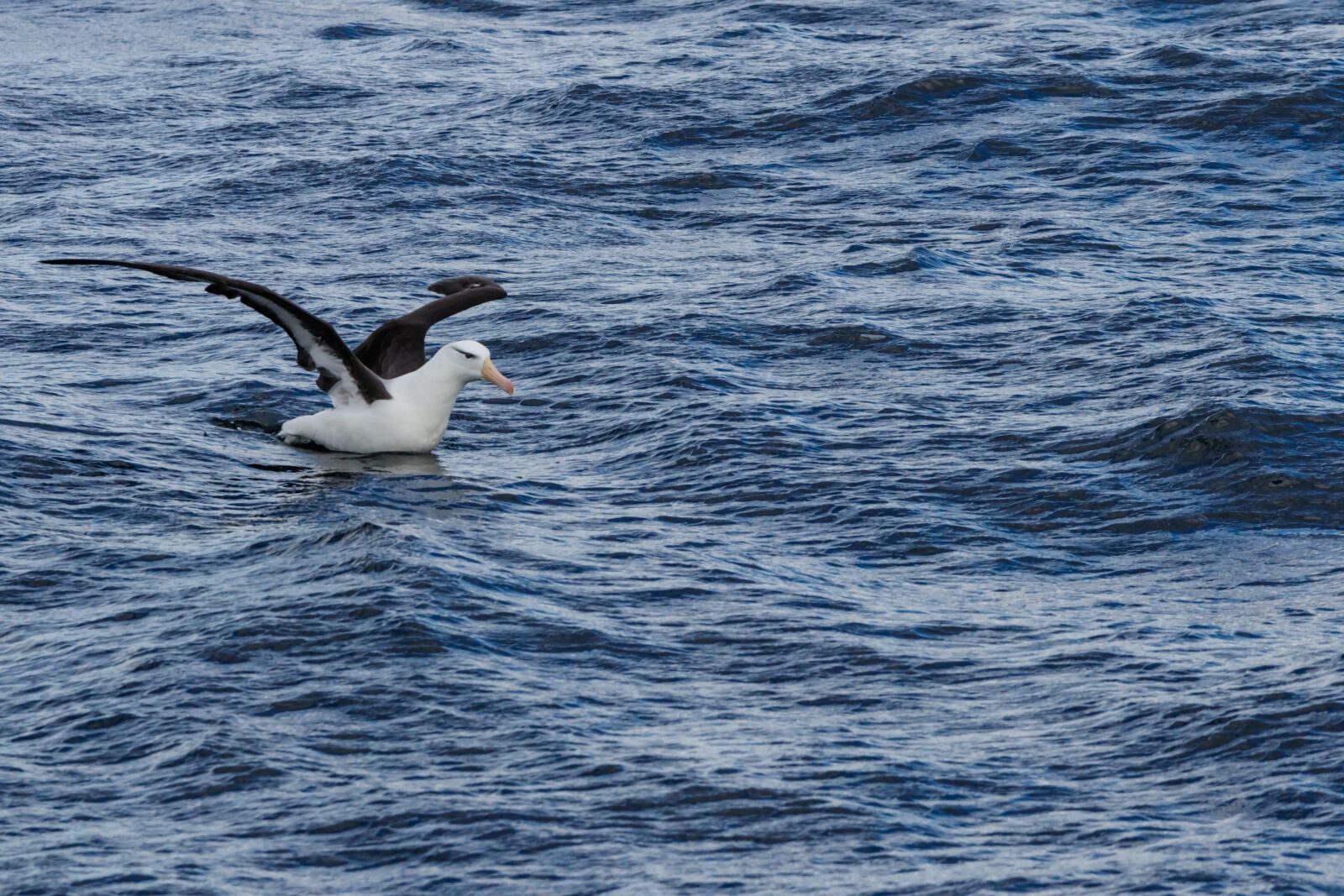 Canon EOS 80D sample photo. Black-browed albatros, seevogel, the photography