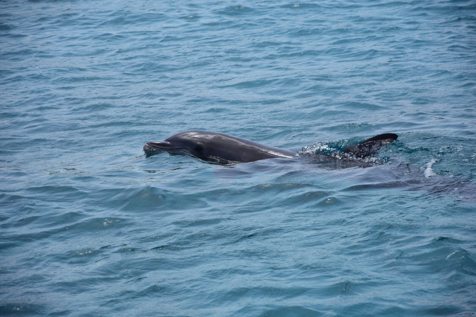Nikon D7200 sample photo. Dolphin, sea, marine mammals photography