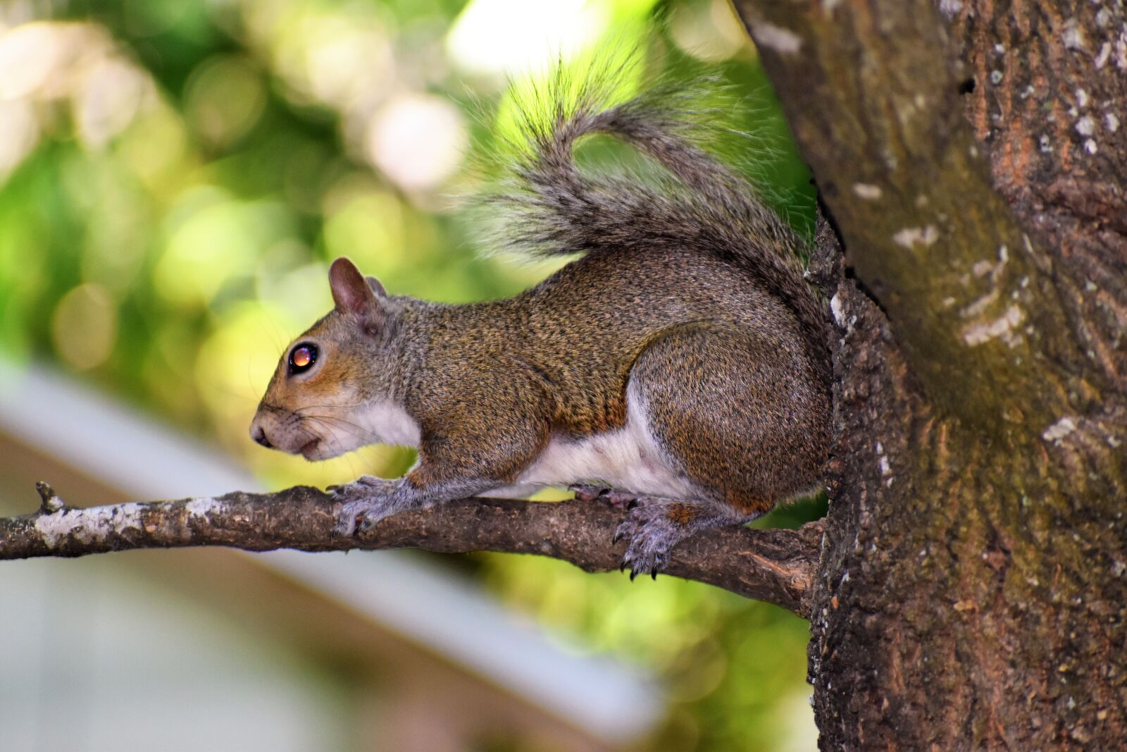 Nikon D3500 sample photo. Squirrel, wildlife, animal photography