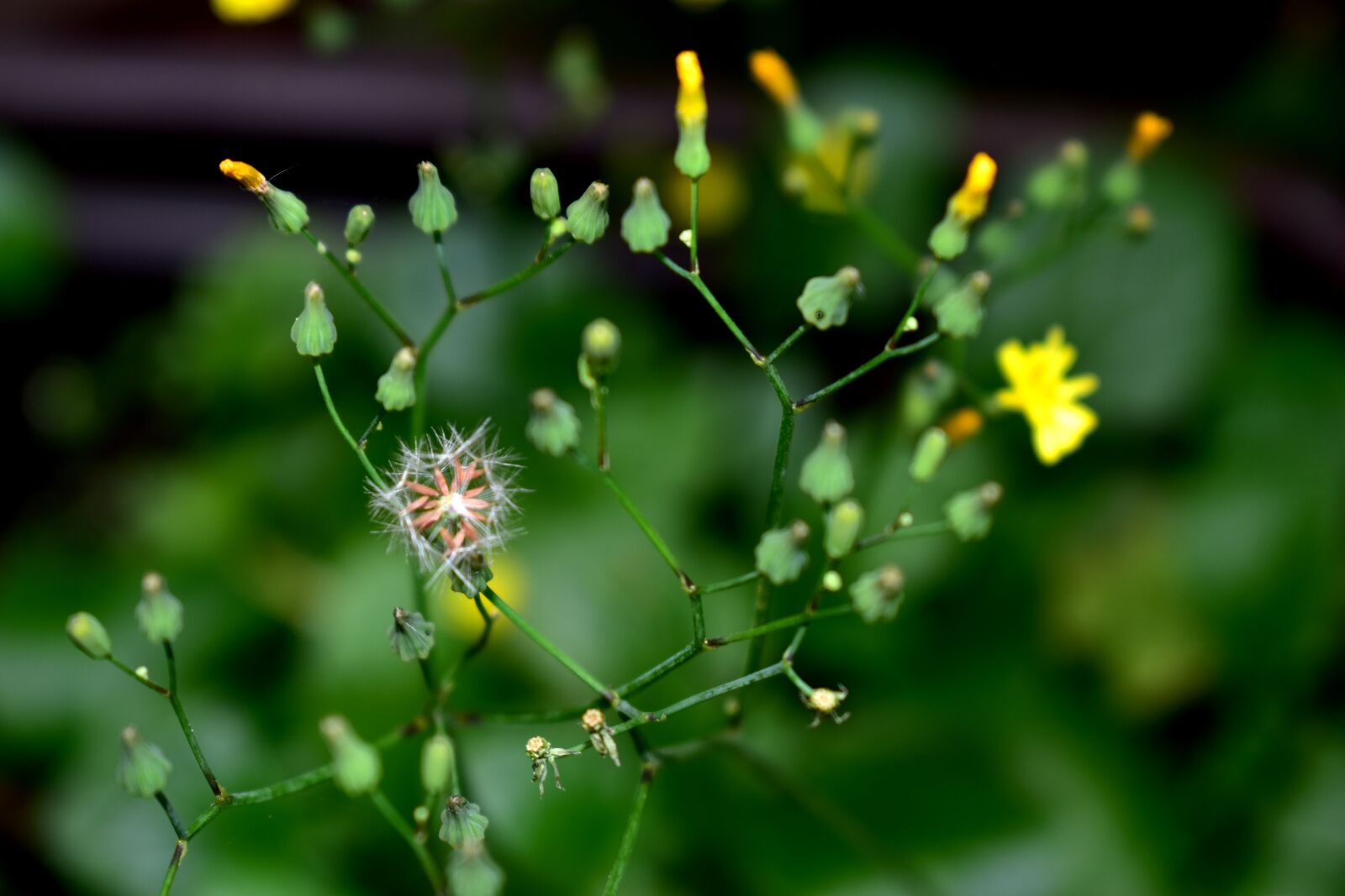 Nikon D5600 sample photo. Flower, plant, garden photography