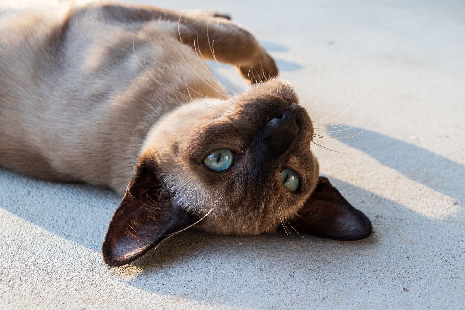 Canon EF-S 18-135mm F3.5-5.6 IS USM sample photo. Cat, pets, animals photography