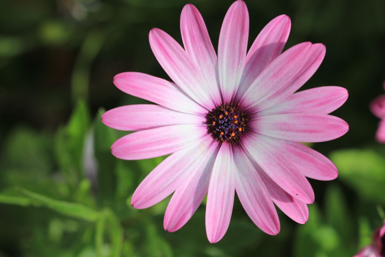 Canon EOS 70D + Canon EF 100mm F2.8 Macro USM sample photo. Pink, purple, flower photography
