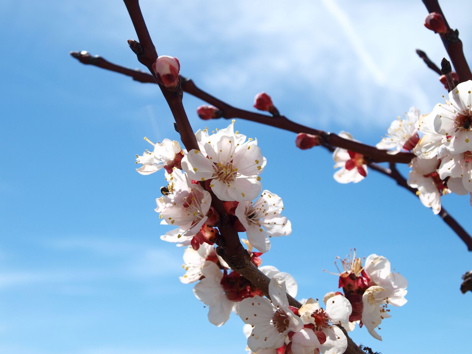 Olympus E-450 (EVOLT E-450) sample photo. Branch, cherry wood, tree photography
