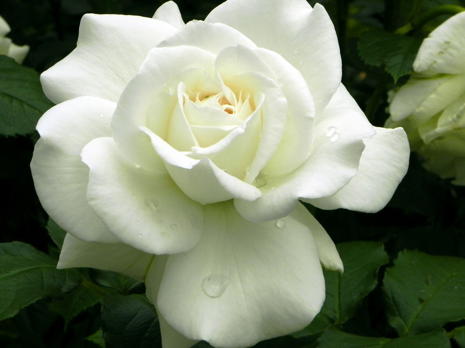 Nikon Coolpix P100 sample photo. Rose, flower, white photography