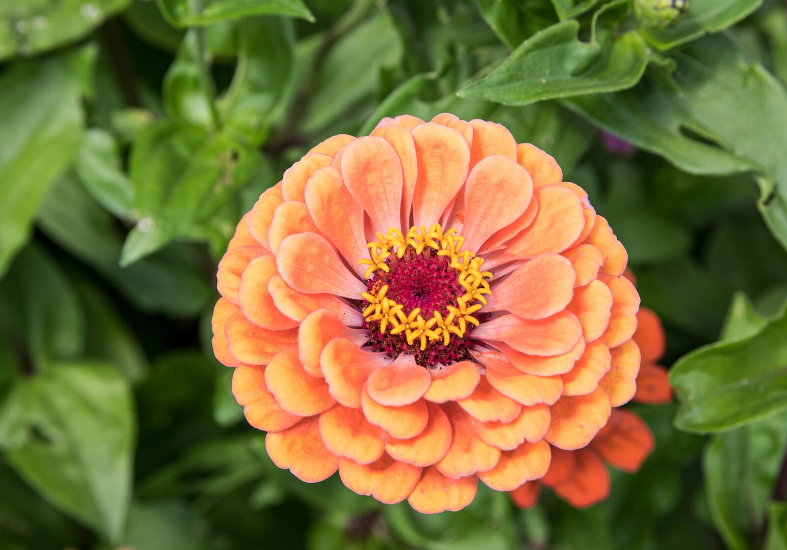 Canon EOS 80D sample photo. Zinnia, blossom, bloom photography