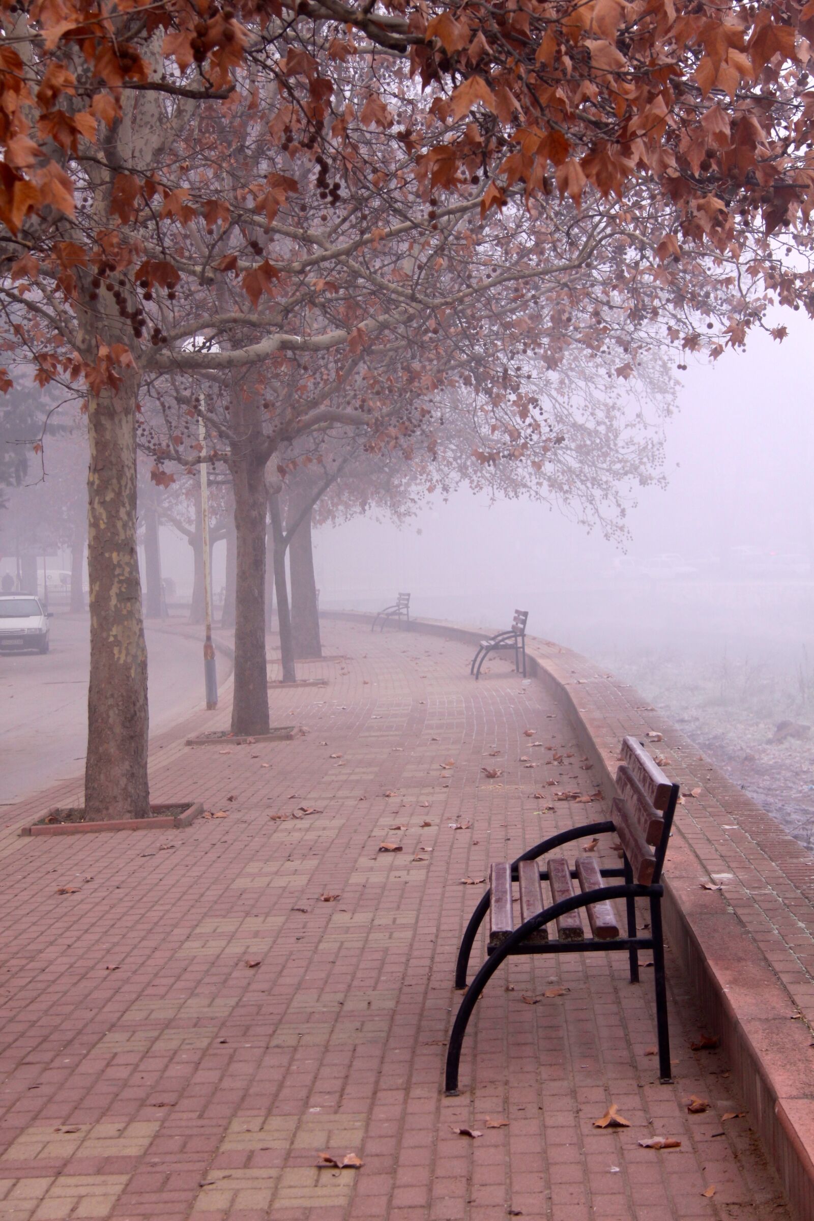 Canon EOS 50D sample photo. Fall, leaves, autumn photography