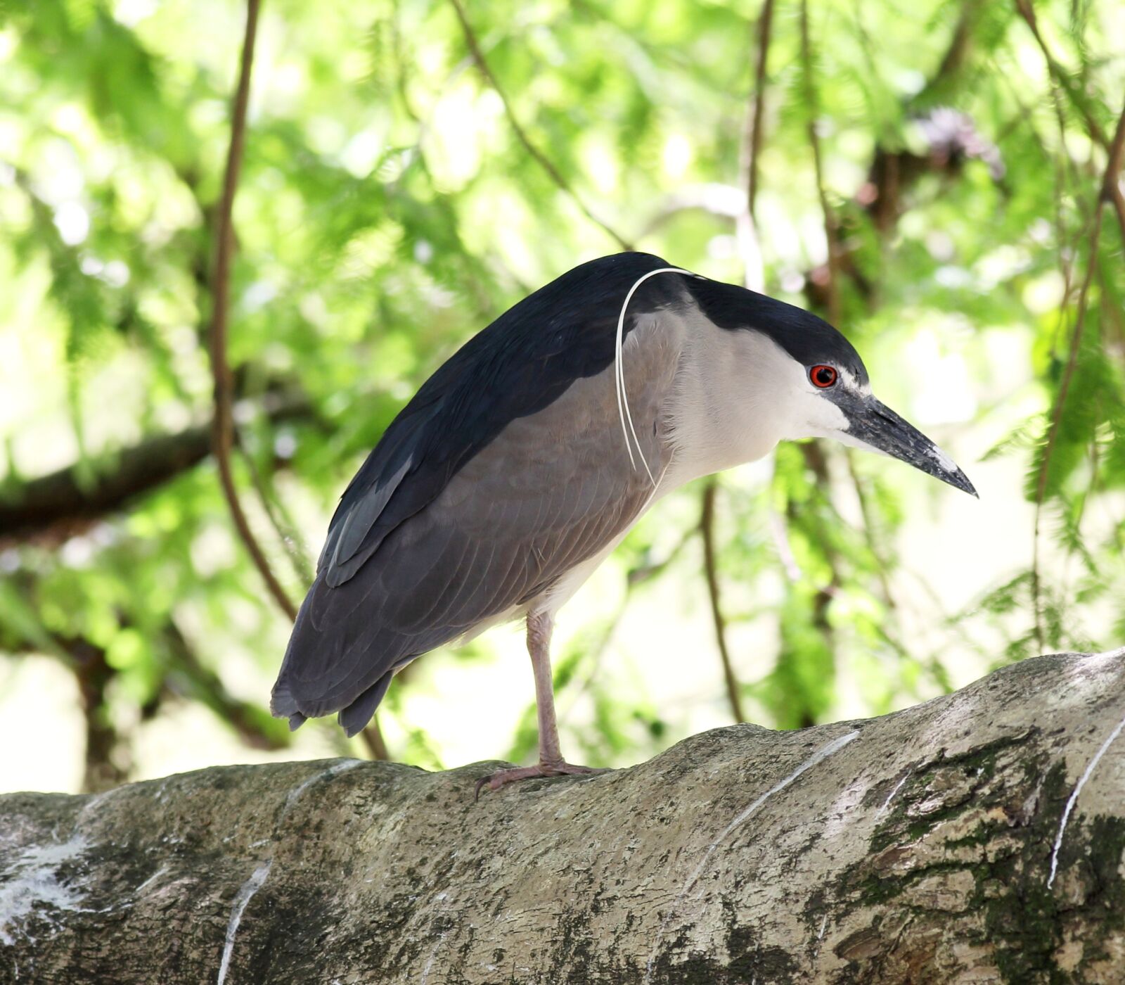 Canon EOS 5D Mark III sample photo. Soc sleeper, bird, of photography