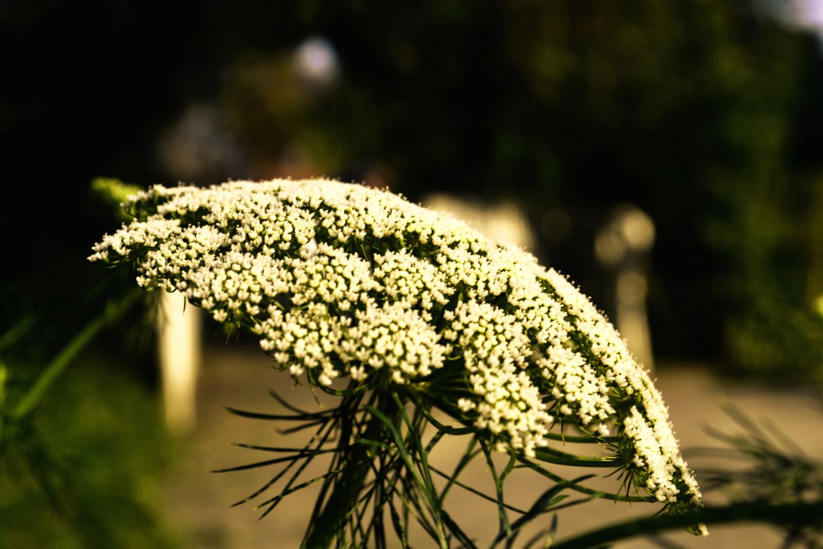 Nikon D3100 sample photo. Sheep sheaf, blossom, bloom photography