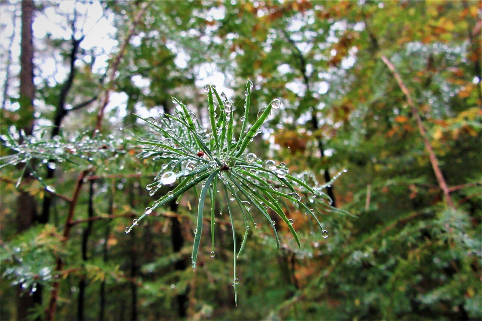 Canon PowerShot SX610 HS sample photo. Forest, drops, fir tree photography
