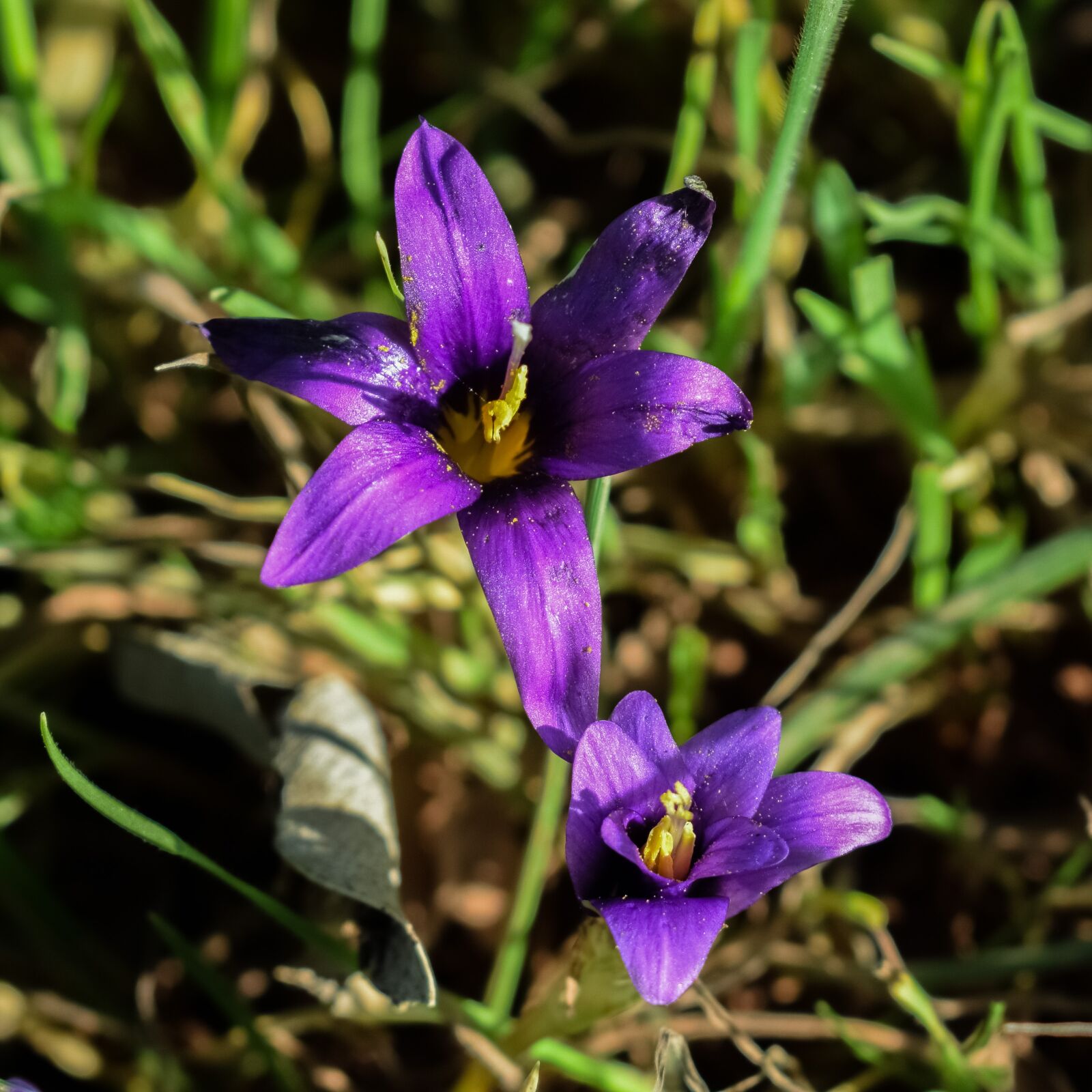 Nikon D3300 sample photo. Wildflower, purple, flower photography