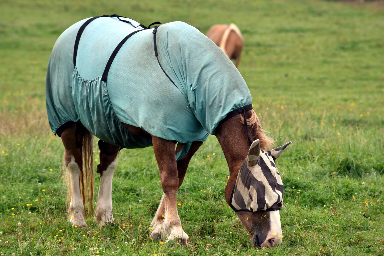 Nikon D750 sample photo. Horse, horse blanket, protection photography