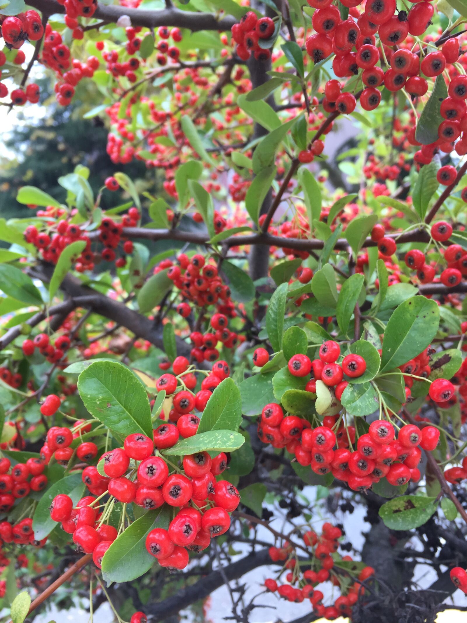 iPhone 6 back camera 4.15mm f/2.2 sample photo. Fruit, autumn, nature photography
