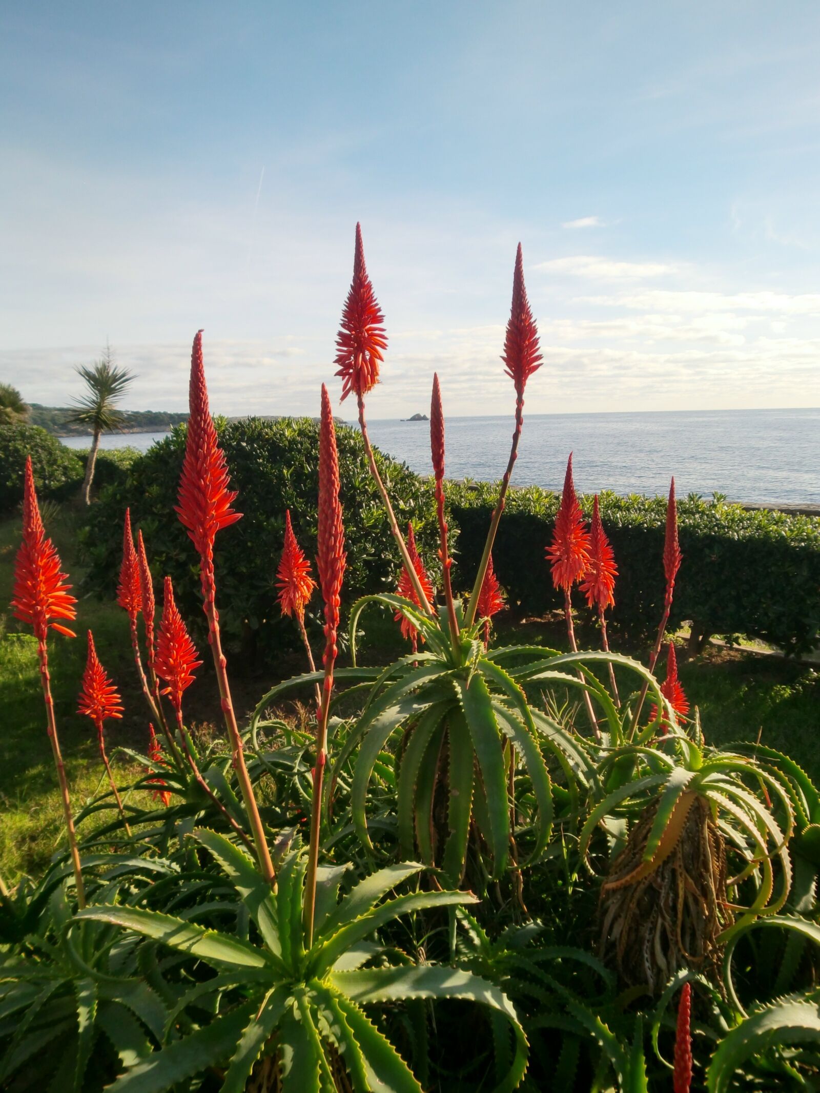 CASIO EX-Z250 sample photo. Red flowers, sea, planting photography