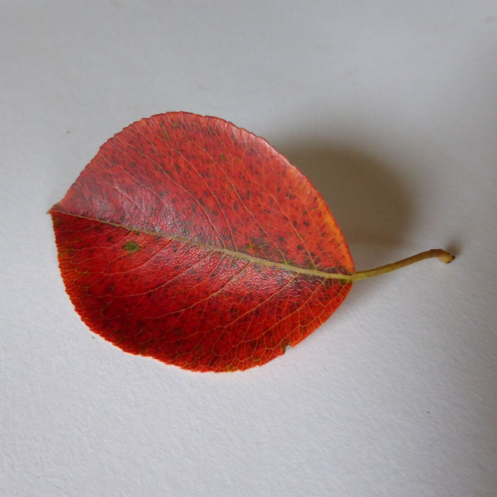 Panasonic DMC-TZ41 sample photo. Leaf, pear, autumn photography