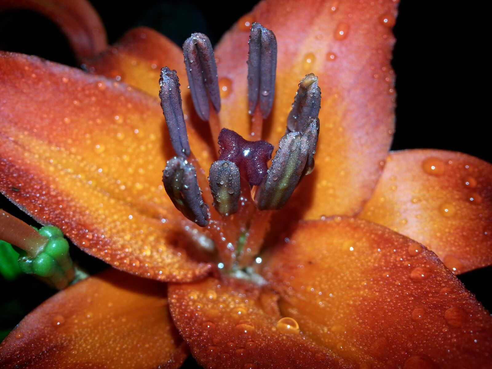 Samsung Galaxy S3 sample photo. Lily, orange, night shot photography