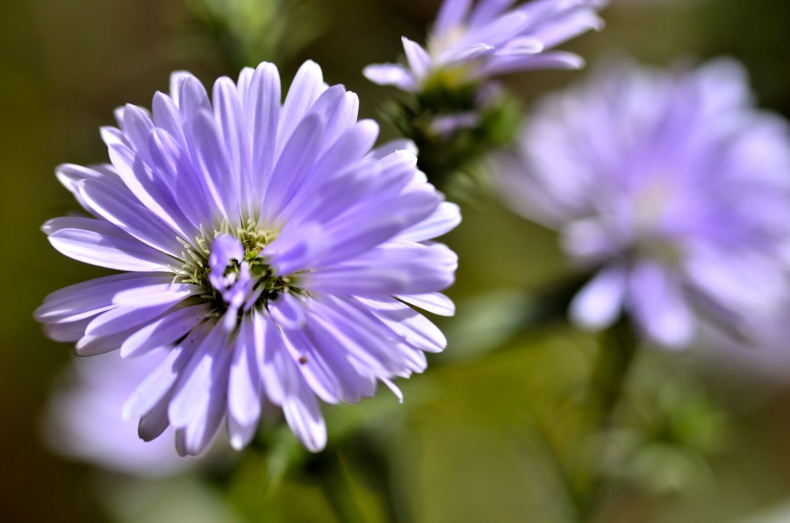 Nikon D7000 sample photo. Nature, purple, zen photography