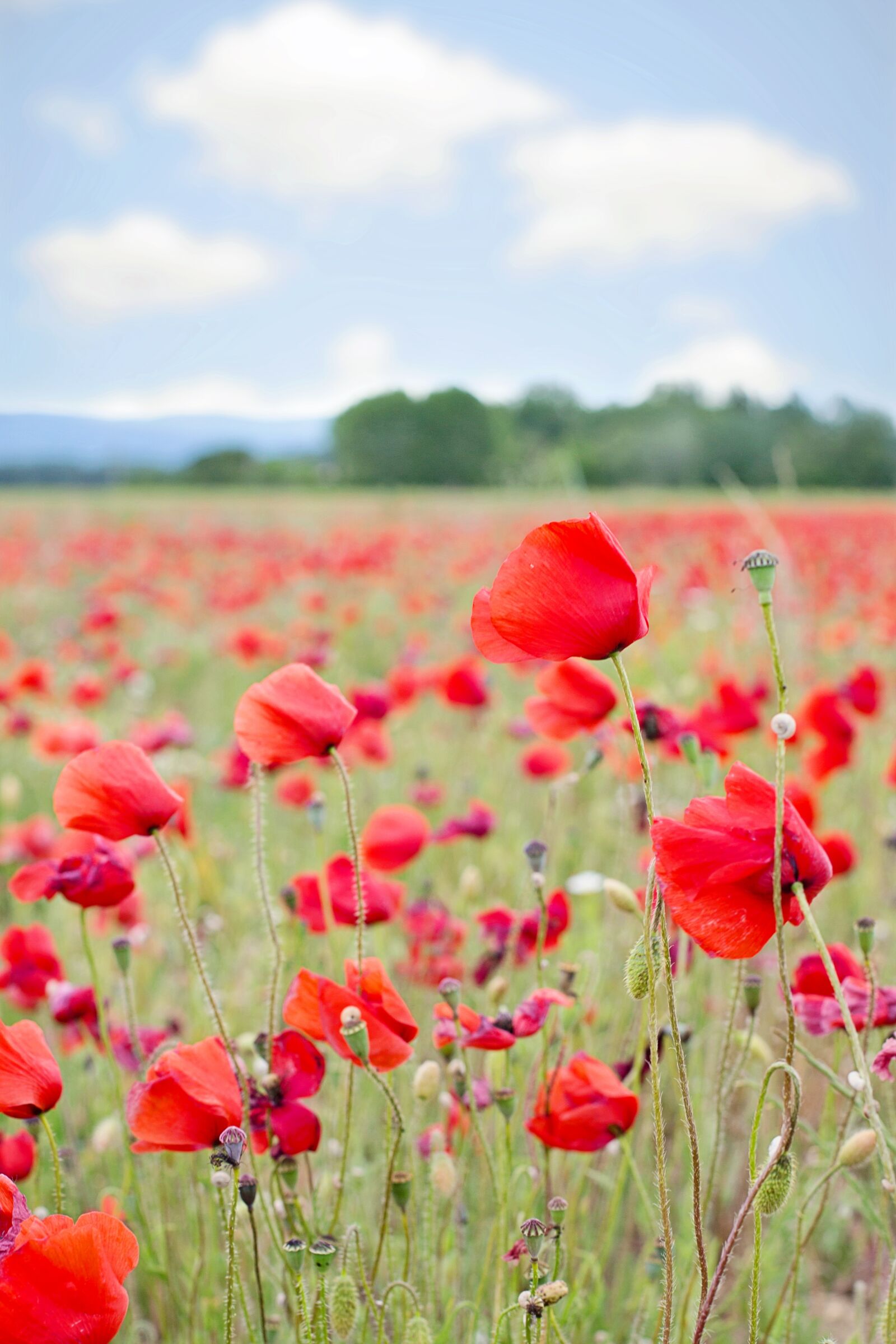 Canon EF 50mm F1.4 USM sample photo. Poppies, red, flowers photography