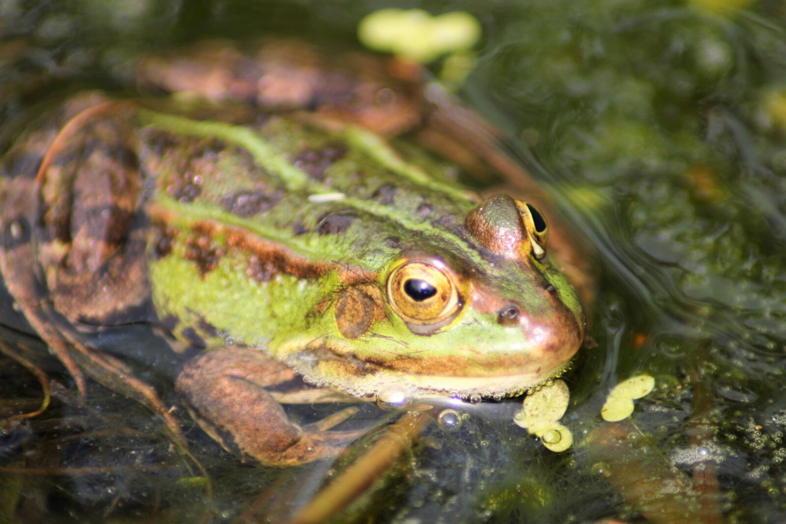 Canon EOS 1200D (EOS Rebel T5 / EOS Kiss X70 / EOS Hi) sample photo. Frog, water, pond photography