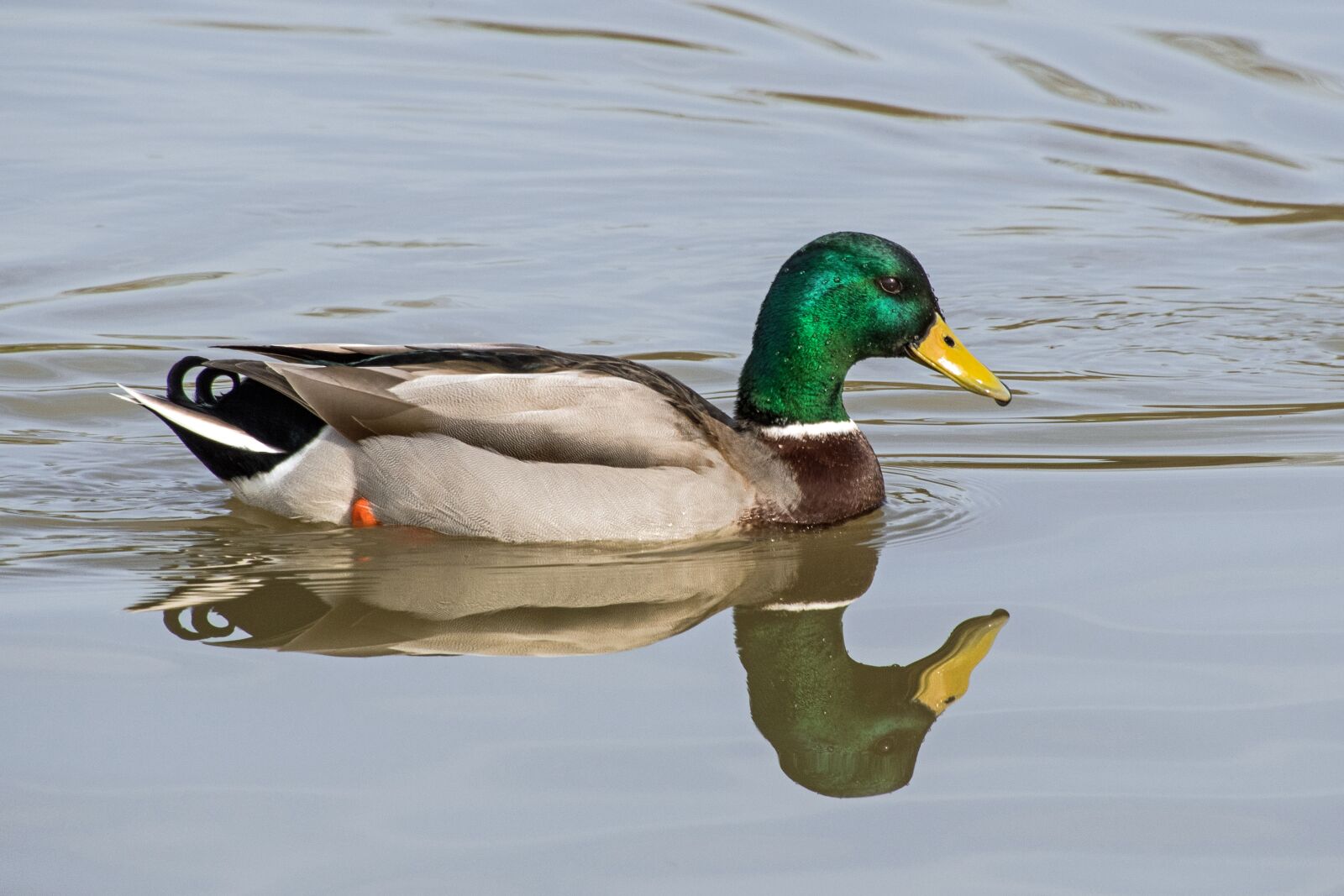 Nikon D500 sample photo. Duck, mallard, water photography