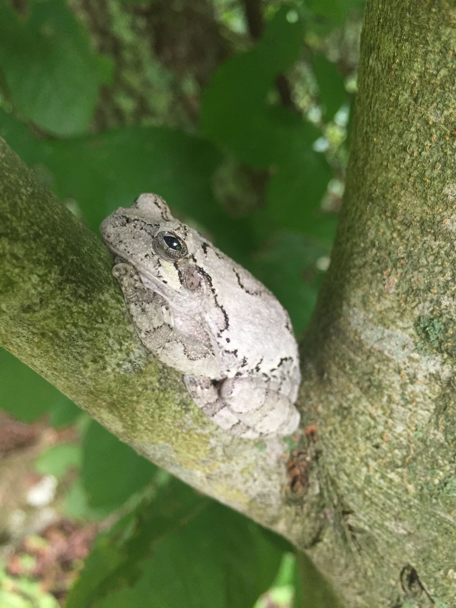 Apple iPhone 6 sample photo. Tree frog, frog, branch photography