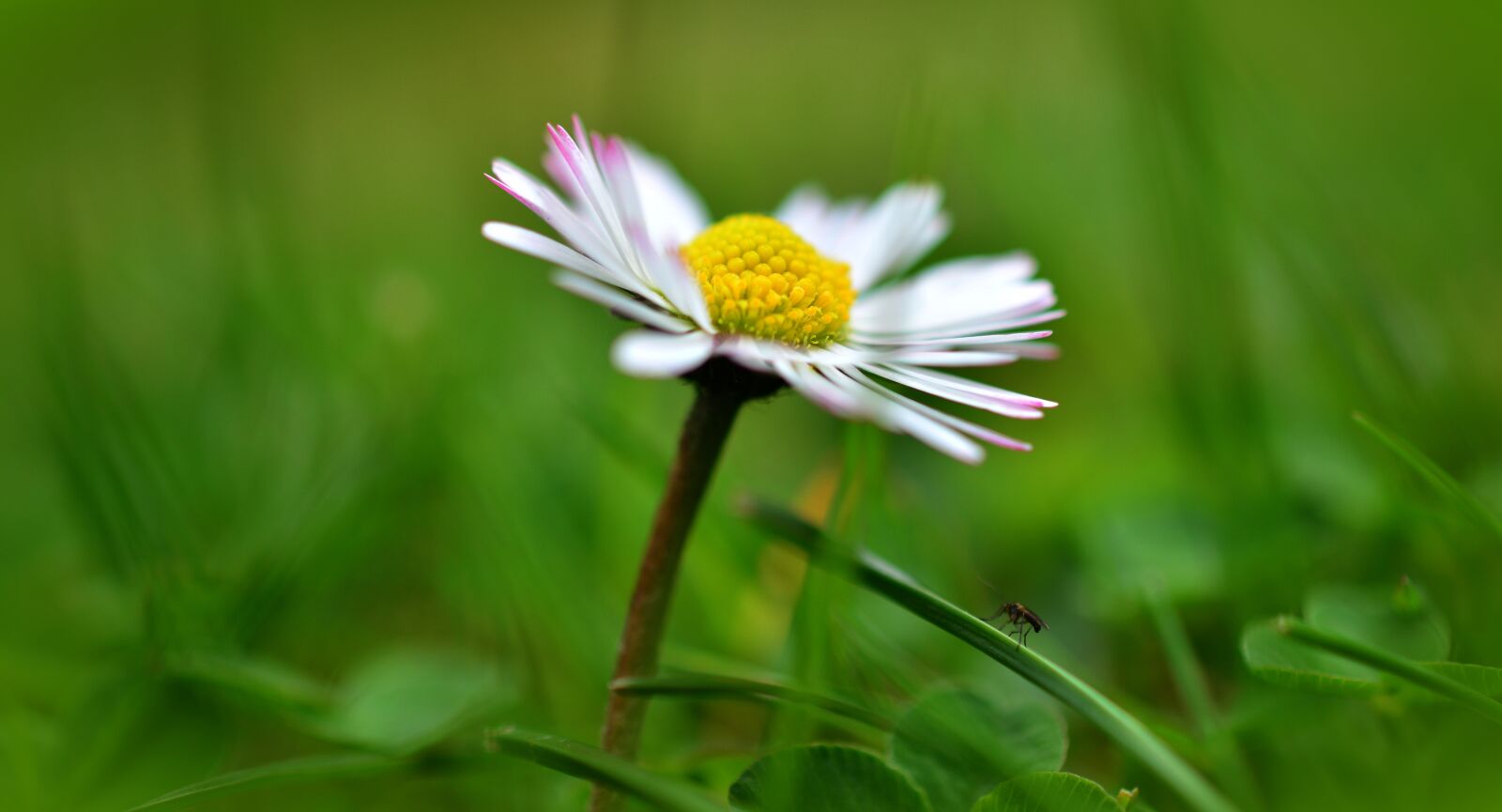 Nikon D5200 sample photo. Daisy, grass, flower photography