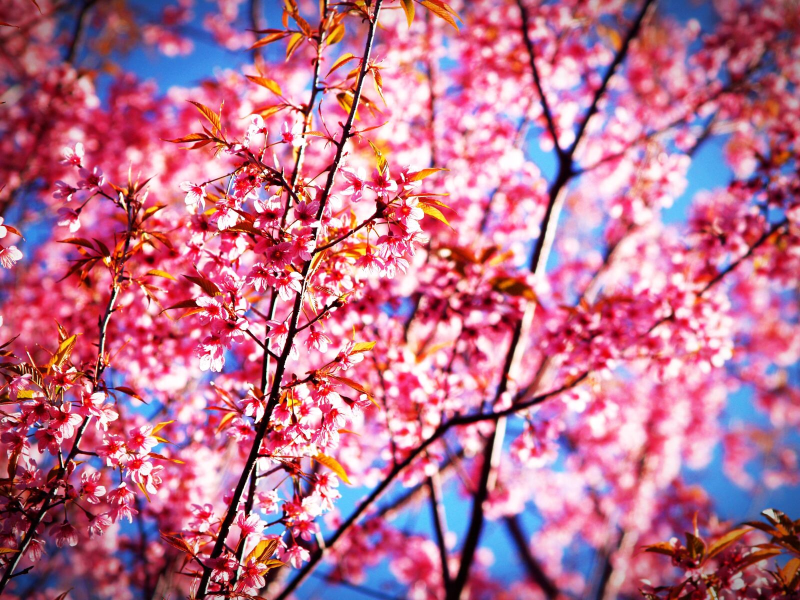 Olympus E-300 (EVOLT E-300) sample photo. Sakura, blossom, prunus cerasoides photography