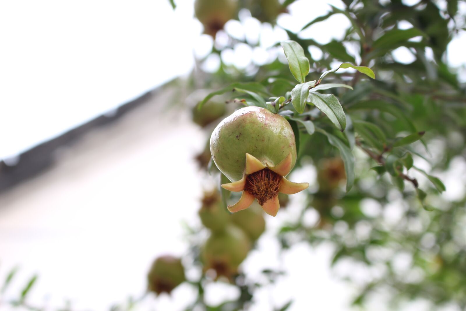 Canon EOS 100D (EOS Rebel SL1 / EOS Kiss X7) sample photo. Pomegranate, the ancient house photography