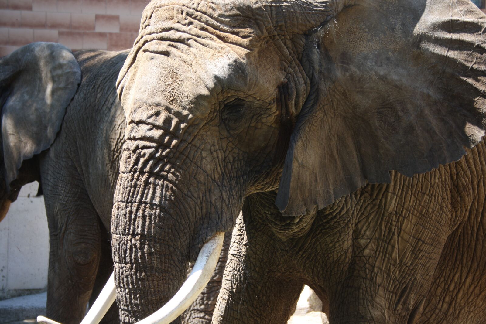 Canon EOS 1000D (EOS Digital Rebel XS / EOS Kiss F) sample photo. Elephant, animal, mammal photography