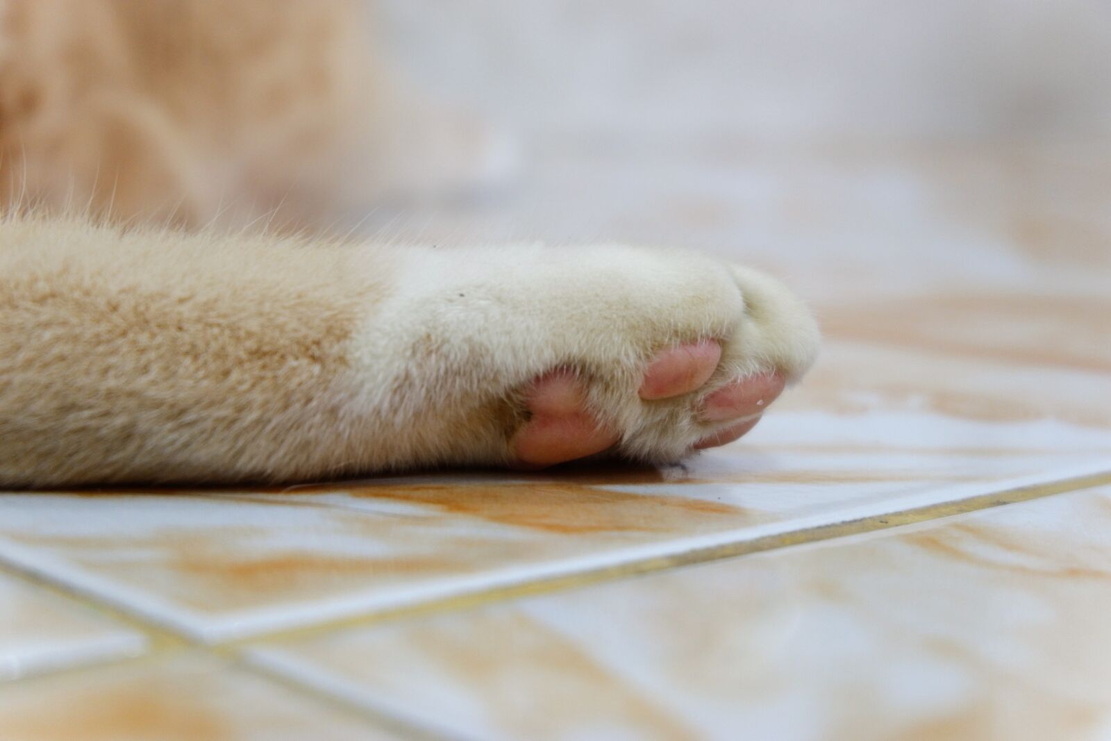Fujifilm X-A3 + Fujifilm XC 16-50mm F3.5-5.6 OIS II sample photo. Cat, paws, pets photography