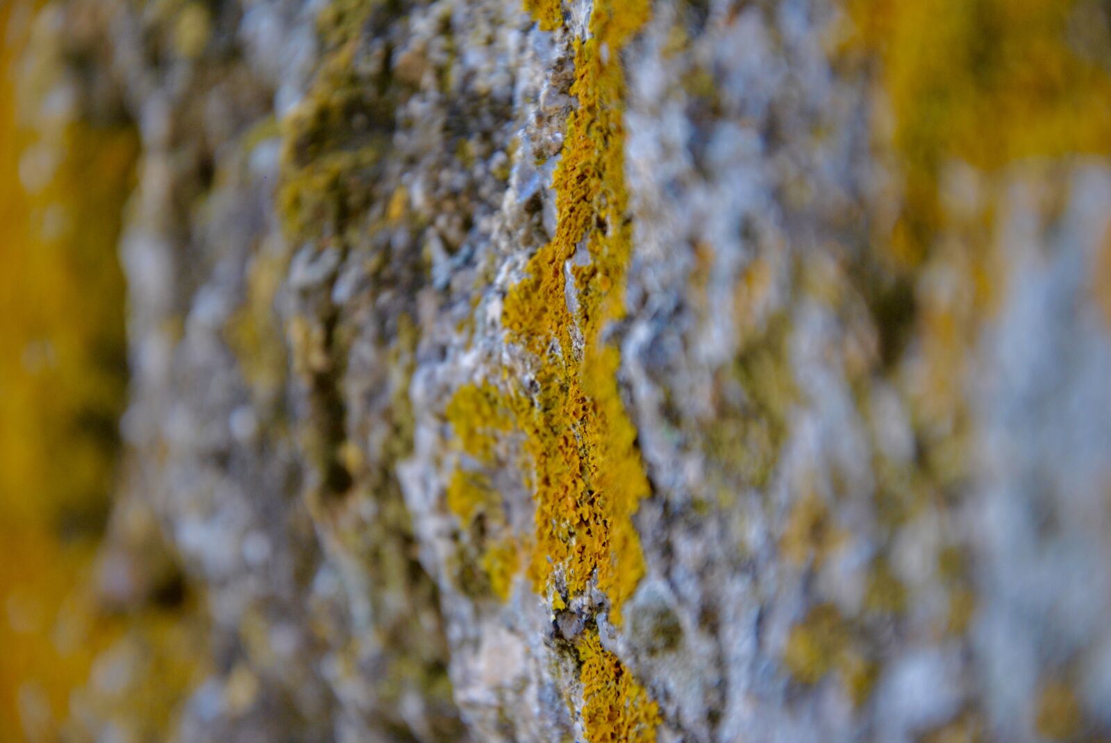 Nikon D3000 sample photo. Photomicrography, moss, stone photography
