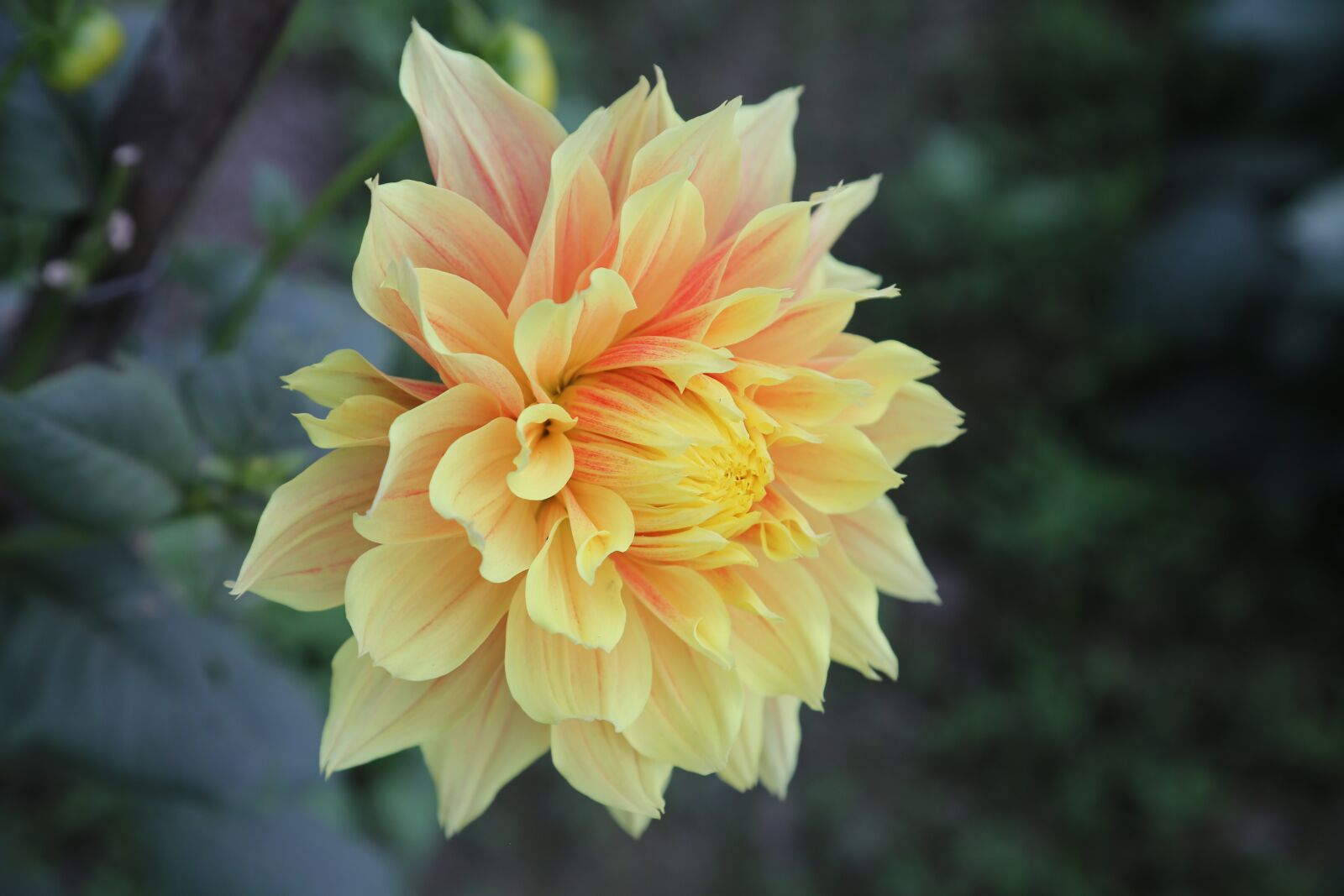 Canon EF 24-105mm F4L IS USM sample photo. Flower, nature, bloom photography